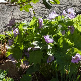 Glaucidium palmatum - lunddocka