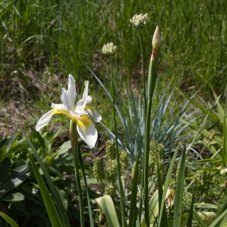 Iris sanguinea 'Alba' - violiris