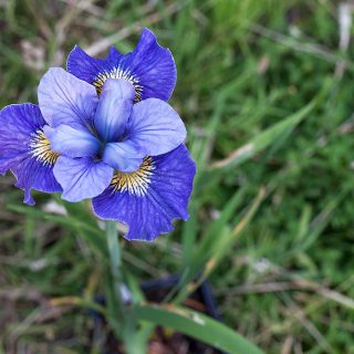 Iris sibirica 'Fresh Notes'