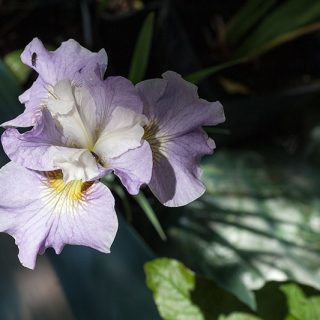 Iris sibirica 'Dawn Waltz'