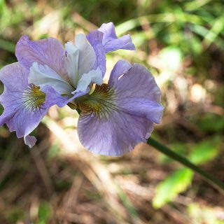 Iris sibirica 'Dawn Waltz'