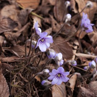 Hepatica transsilvanica 'Buis'