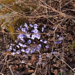 Hepatica transsilvanica 'Buis'