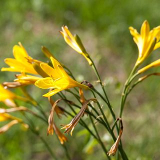 Hemerocallis dumortieri - tuvdaglilja