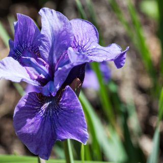 Iris sibirica 'Reprise'
