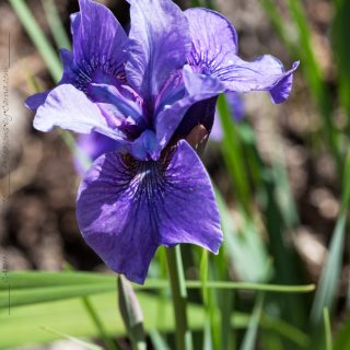 Sibirica hybrid - Iris sibirica 'Reprise'