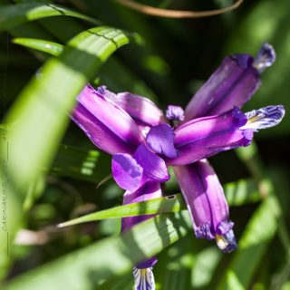 Iris graminea - gräsiris