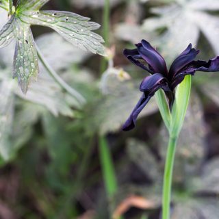örtartade iris - Iris chrysographses 'Black Form' -sammetsiris