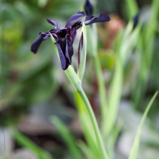 Iris chrysographses 'Black Form' -sammetsiris