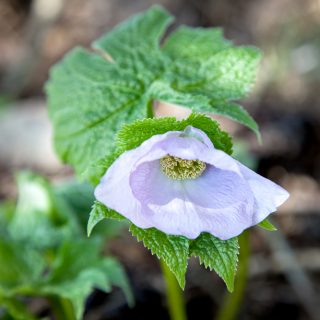 F-G, Glaucidium palmatum - lunddocka