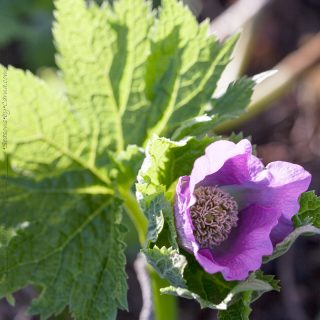 Glaucidium palmatum - lunddocka