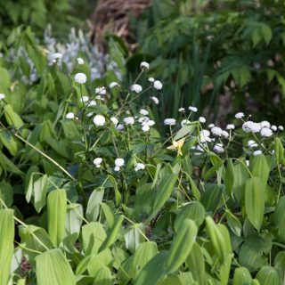 Q-R - Ranunculus aconitifolius 'Flore Pleno' - stormhattsranunkel