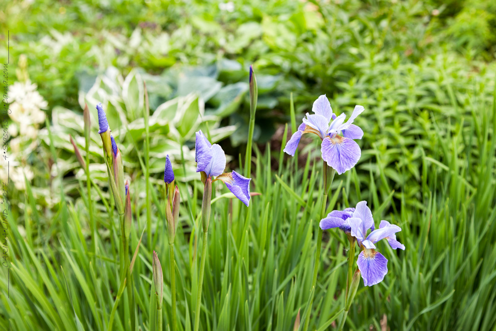 Iris sibirica 'China Spring'