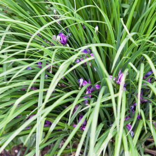 Iris graminea - gräsiris