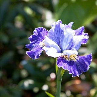Sibirica hybrider - Iris sibirica 'Fresh Notes'