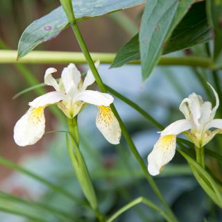örtartade iris - Iris forrestii - citroniris