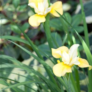 Iris sibirica 'Tom Schaefer'