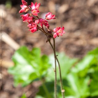 Heuchera sanguinea - blodalunrot