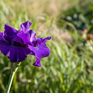 Iris sibirica 'Blueberry Brandy'