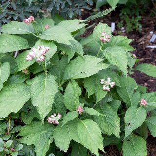 D - Deinanthe bifida - vit lundsköna