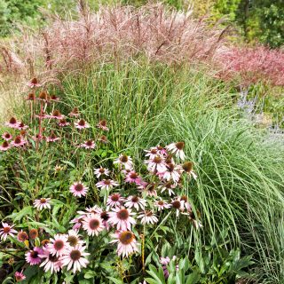 prydnadsgräs och bambu - Miscanthus sinensis 'Kleine Fontäne'