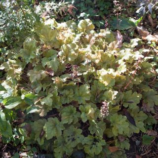 alunrot - Heuchera 'Marmalade'