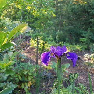 örtartade - Iris sibtosa 'Wave Encore'