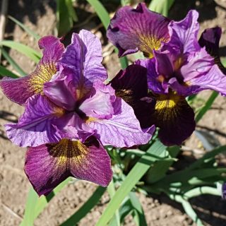 Sibirica hybrider - Iris sibirica 'Gone Plummin'