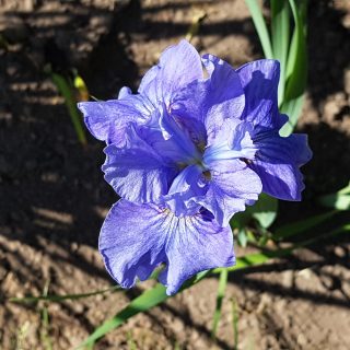 Sibirica hybrider - Iris sibirica 'Jiggles'