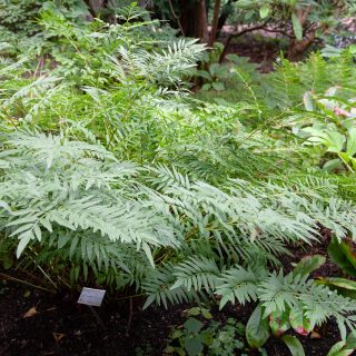 Trädgårdsbesök med ormbunkstema - Osmunda lancea