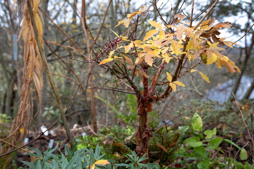 Acer griseum - kopparlönn, höstfärg