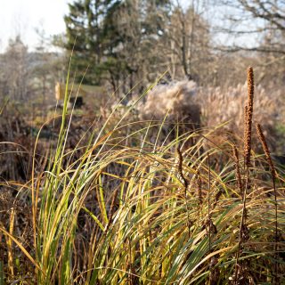 Spartina pectinata 'Aureomarginata'