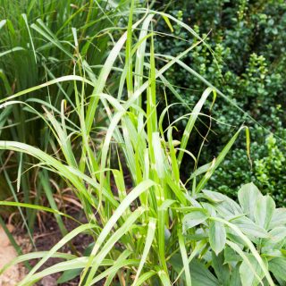 Prudnadsgräs och bambu - Miscanthus sinensis 'Strictus'