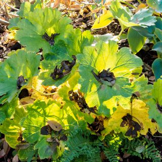 Darmera peltata - sköldbräcka