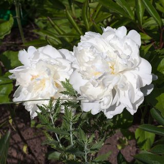 Paeonia lactiflora - unknown white