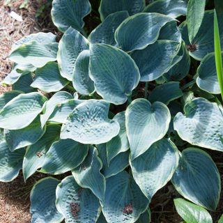 Medium - Hosta 'Frosted Dimples'