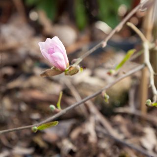 Magnolia stellata 'Chrysanthemumifolia'