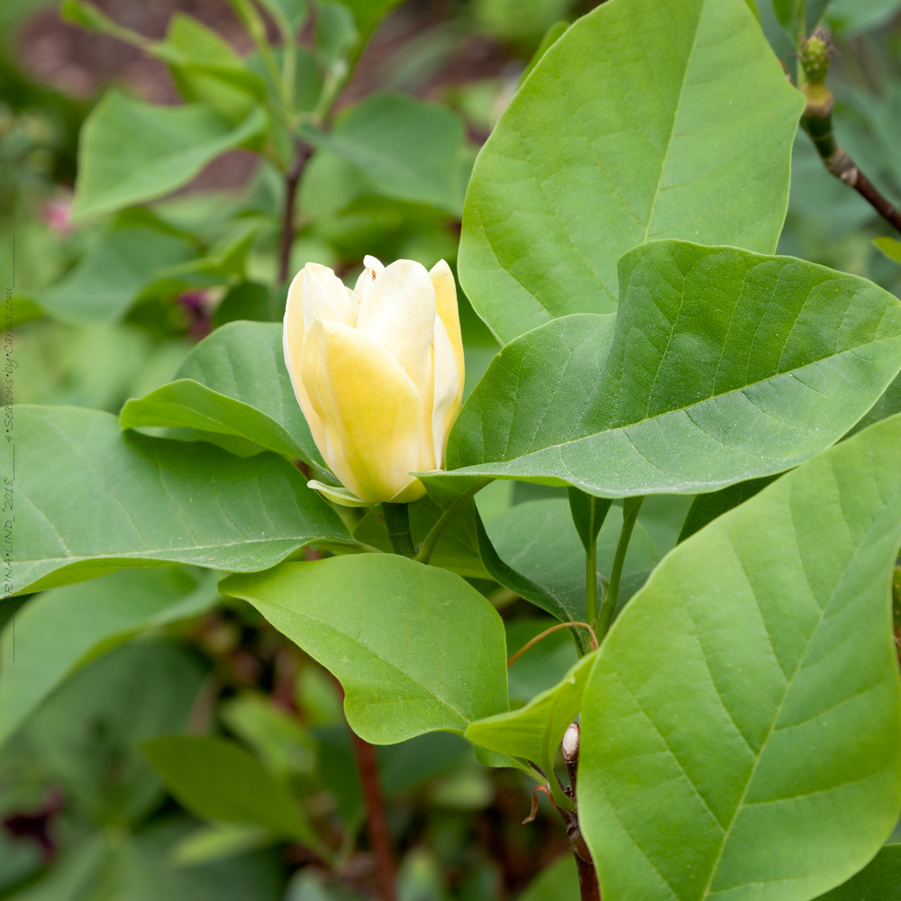 Magnolia 'Yellow Bird'