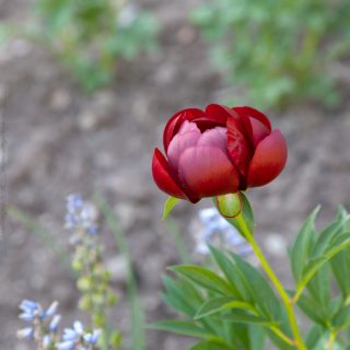 Luktpioner - Paeonia lactiflora 'Buckeye Belle'