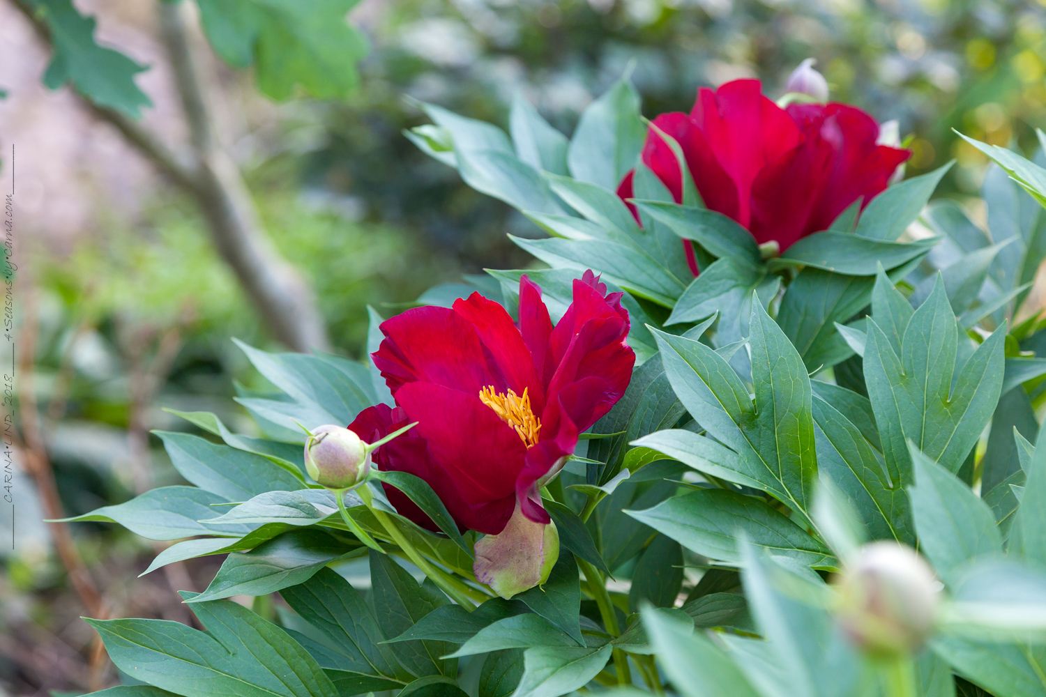 Höstsol - Paeonia itoh 'Scarlet Heaven - pion