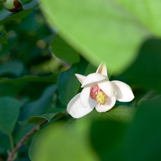 Magnolia sieboldii - buskmagnolia