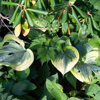Hosta 'Liberty'