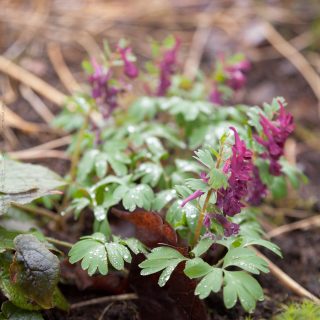 Corydalis solida 'Purple Beauty'