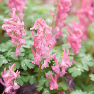 Corydalis solida 'Beth Evans'