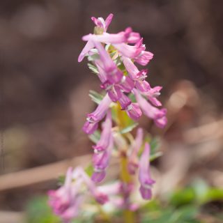 Corydalis buschii - blodnunneört