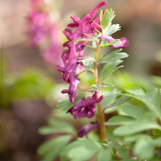 nunneört - Corydalis solida 'Purple Beauty'