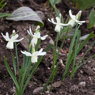 orkidénarciss - Narcissus Triandrus-grp 'Rippling Waters'