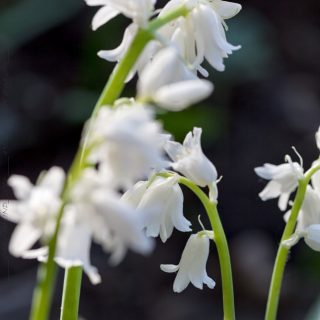 Hyacinthoides hispanica 'White City - klockhyacint