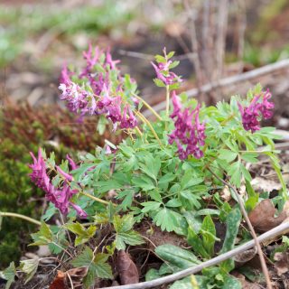 Corydalis solida 'Purple Beauty'