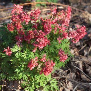 Corydalis solida 'George Baker' syn. 'GP Baker'
